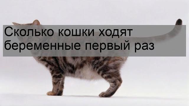 Сколько кошки ходят беременные первый раз Сколько кошки ходят беременные первый раз