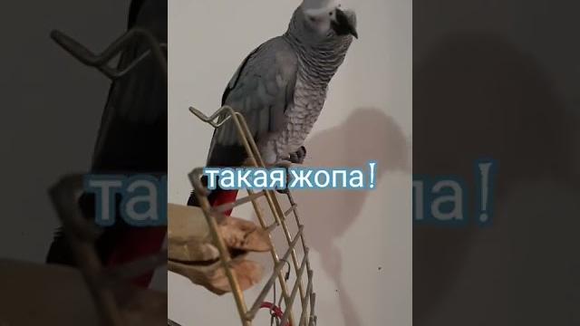 ГОВОРЯЩИЙ ОРЁЛ ! Жако Эврика ГОВОРЯЩИЙ ОРЁЛ ! Жако Эврика