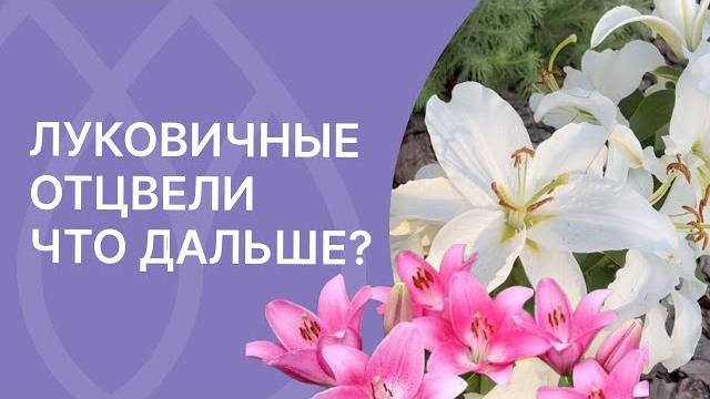 Уход за лилиями после цветения! Уход за лилиями после цветения!