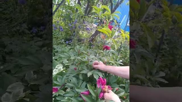 Как обрезать пионы после цветения. Как обрезать пионы после цветения.