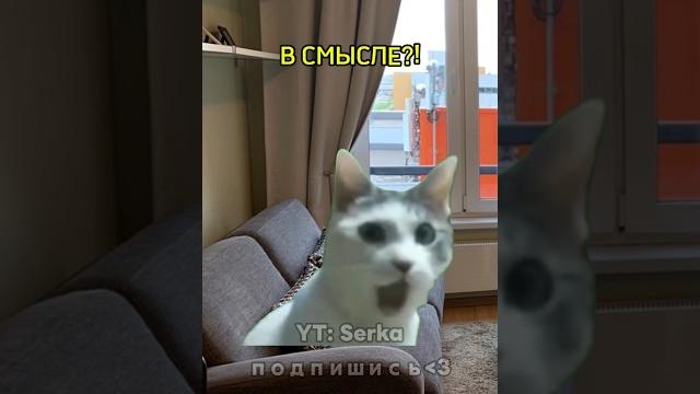 Школьник поджёг ёлку #мем #котики Школьник поджёг ёлку #мем #котики