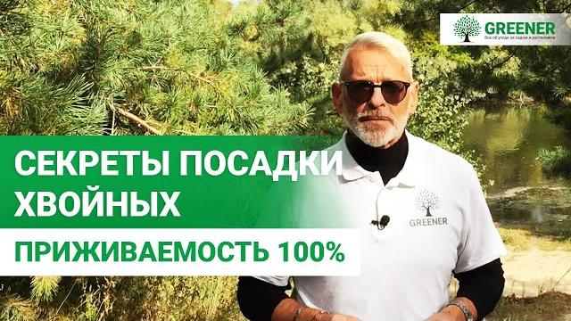 НЕ САЖАЙТЕ ХВОЙНЫЕ, ПОКА НЕ ПОСМОТРИТЕ ЭТО ВИДЕО! Правила которые нужно знать КАЖДОМУ! НЕ САЖАЙТЕ ХВОЙНЫЕ, ПОКА НЕ ПОСМОТРИТЕ ЭТО ВИДЕО! Правила которые нужно знать КАЖДОМУ!