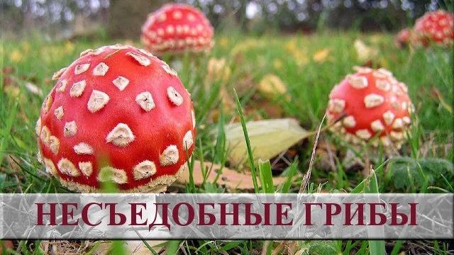 Несъедобные грибы фото и название. Ядовитые грибы Несъедобные грибы фото и название. Ядовитые грибы