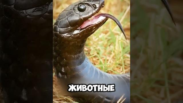 Топ животных, которые не боятся змей #милыеживотные #животные Топ животных, которые не боятся змей #милыеживотные #животные