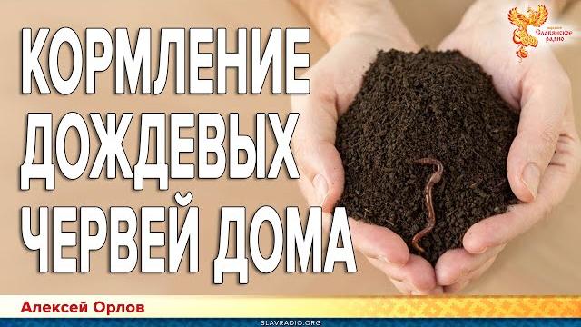 Кормление дождевых червей дома. Кормление дождевых червей дома.
