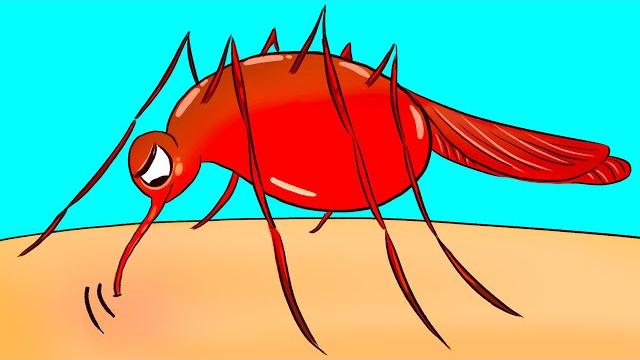 Почему комары кусают вас чаще других Почему комары кусают вас чаще других
