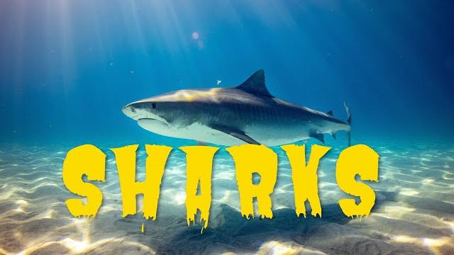 TOP-10 SHARKS!!! / ТОП-10 САМЫХ ОПАСНЫХ АКУЛ!!! TOP-10 SHARKS!!! / ТОП-10 САМЫХ ОПАСНЫХ АКУЛ!!!