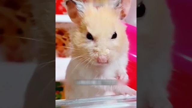 Хомяк отомстил за хозяйку️ #животные #animals Хомяк отомстил за хозяйку️ #животные #animals