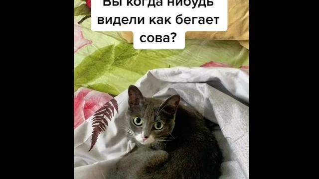 как бегает сова как бегает сова