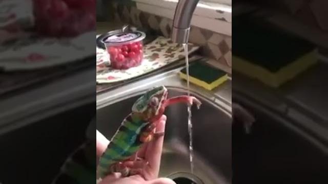 Хамелеон.Надо руки чаще мыть Хамелеон.Надо руки чаще мыть