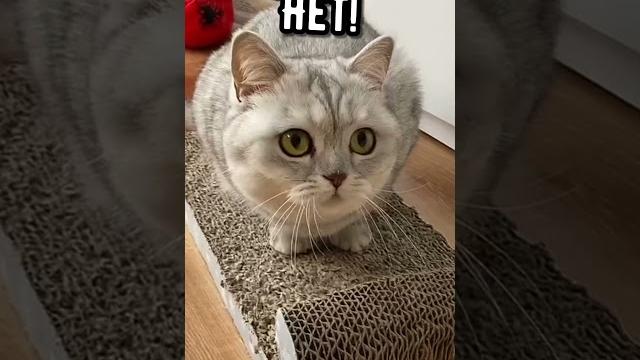 Смешные коты - Майя #смешныекоты #кошка #смешноевидео Смешные коты - Майя #смешныекоты #кошка #смешноевидео