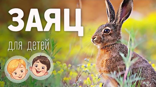 Заяц. Видео про животных для детей 3+ Заяц. Видео про животных для детей 3+