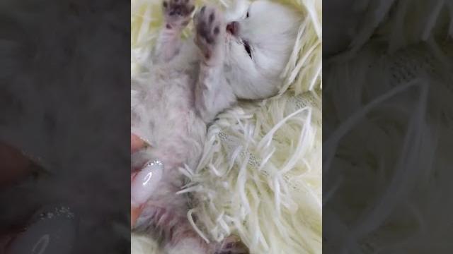 У котенка открываются глазки У котенка открываются глазки