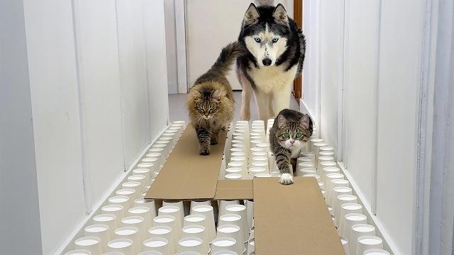 Dogs and Cats Go Through a Maze! Huskies and Kitten sweep away everything in their path Dogs and Cats Go Through a Maze! Huskies and Kitten sweep away everything in their path