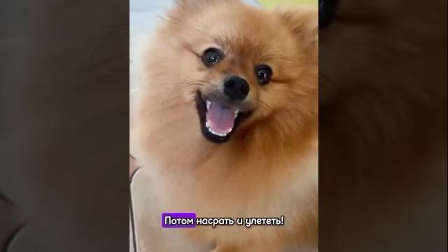 #собака #viralvideo #суперсобака #собака #смешныевидео #шпиц #шуточное #fypシ゚viral #funnyvideo #собака #viralvideo #суперсобака #собака #смешныевидео #шпиц #шуточное #fypシ゚viral #funnyvideo