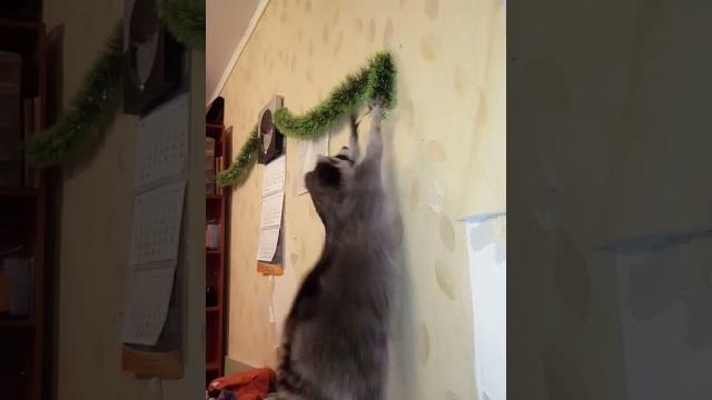 енот Леонид украшает елку#смешно #видео енот Леонид украшает елку#смешно #видео