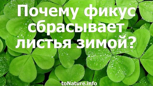 Почему фикус сбрасывает листья зимой? Почему фикус сбрасывает листья зимой?