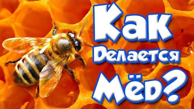 Как пчёлы делают мёд? Как пчёлы делают мёд?