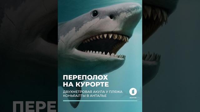 ️В соцсетях завирусилось видео с двухметровой акулой у пляжа Коньяалты в Анталье #турция #акула ️В соцсетях завирусилось видео с двухметровой акулой у пляжа Коньяалты в Анталье #турция #акула