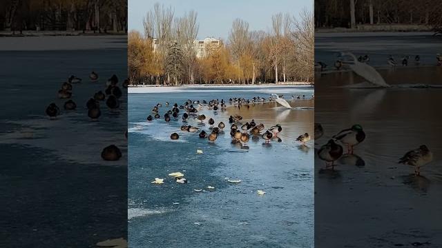 Озеро в Гагаринском парке частично замерзшее ️ 17.02.23 #крым #симферополь #паркгагарина Озеро в Гагаринском парке частично замерзшее ️ 17.02.23 #крым #симферополь #паркгагарина