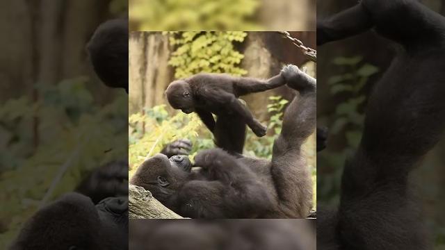 Gorilla Mom Plays Airplane with Her Baby ️ Gorilla Mom Plays Airplane with Her Baby ️