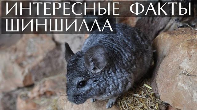 Шиншилла интересные факты Шиншилла интересные факты