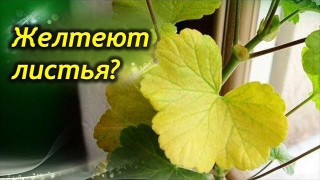 Сохнут и желтеют листья у Герани. Почему и что делать? Сохнут и желтеют листья у Герани. Почему и что делать?