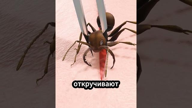 Использование муравьев для зашивания ран #факты Использование муравьев для зашивания ран #факты