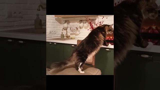 Кот Поступил по Своему#кот #котики #подпишись #юмор #приколы #мейнкун #мейнкуны #шортс #видео Кот Поступил по Своему#кот #котики #подпишись #юмор #приколы #мейнкун #мейнкуны #шортс #видео