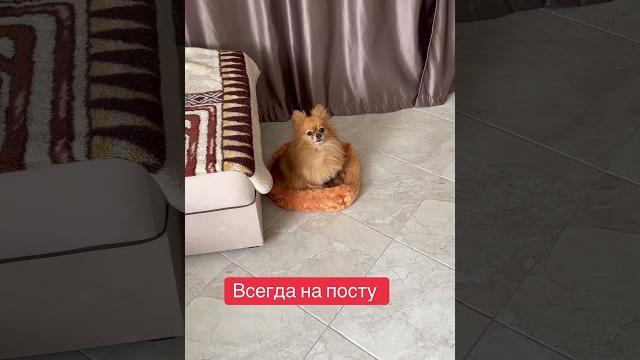 Сейчас в засаде #юмор#приколы#pets Сейчас в засаде #юмор#приколы#pets