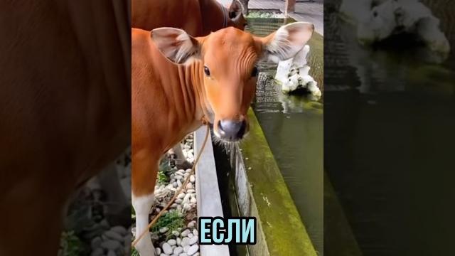 Я теперь хочу себе корову Я теперь хочу себе корову