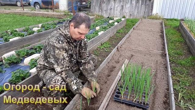 Высадка рассады лука Эксибишен Высадка рассады лука Эксибишен