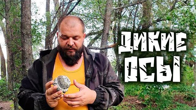 ЕДА ДЛЯ ВЫЖИВАНИЯ В ПРИРОДНЫХ УСЛОВИЯХ - ДИКИЕ ОСЫ ЕДА ДЛЯ ВЫЖИВАНИЯ В ПРИРОДНЫХ УСЛОВИЯХ - ДИКИЕ ОСЫ