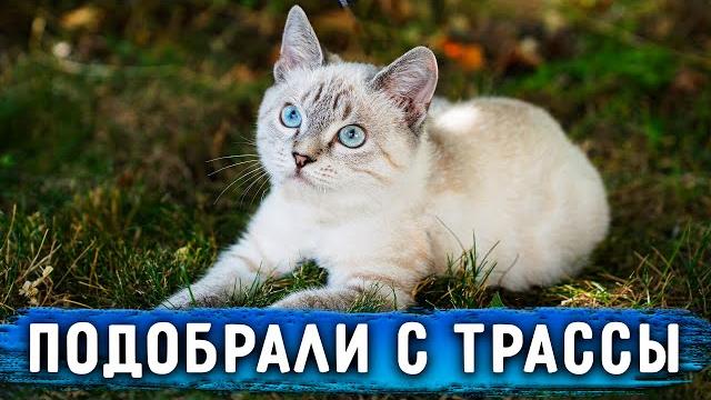 На трассу под машины выбежал котенок. Мы его забрали. Ищет дом. Приехали из Москвы в Ставрополь. На трассу под машины выбежал котенок. Мы его забрали. Ищет дом. Приехали из Москвы в Ставрополь.