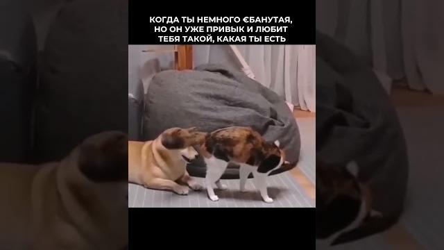 Любить вопреки (читай описание) #викторияаноприкова #любовь #материализациямыслей #жизнь Любить вопреки (читай описание) #викторияаноприкова #любовь #материализациямыслей #жизнь