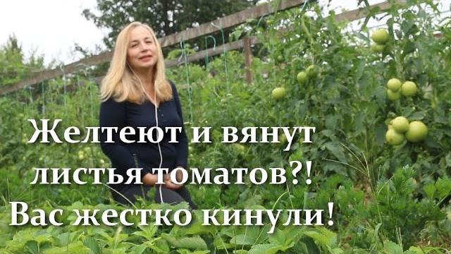 Почему желтеют и сохнут листья у томатов. Как этого избежать и спасти томаты. Вы не поверите! Почему желтеют и сохнут листья у томатов. Как этого избежать и спасти томаты. Вы не поверите!