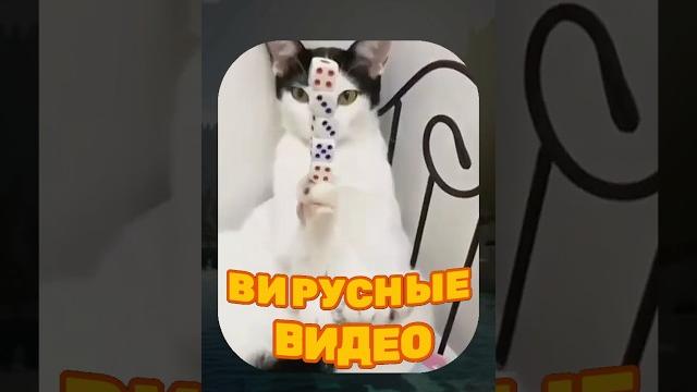 ВИРУСНЫЕ ВИДЕО / Смешные собаки ВИРУСНЫЕ ВИДЕО / Смешные собаки