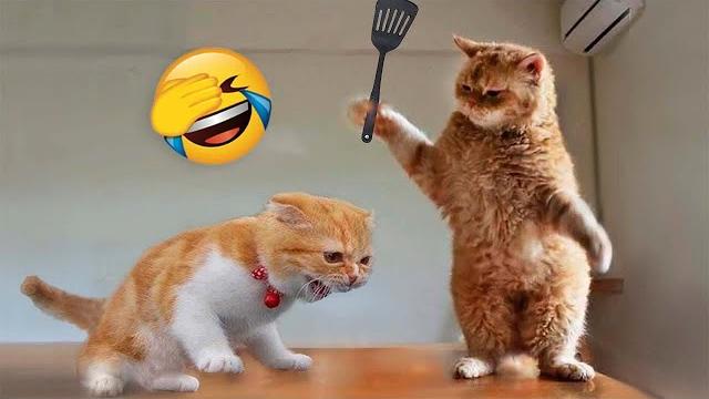 Funniest Animals 2023 Funny Cats and Dogs | Funny Animal Videos 2023 Funniest Animals 2023 Funny Cats and Dogs | Funny Animal Videos 2023