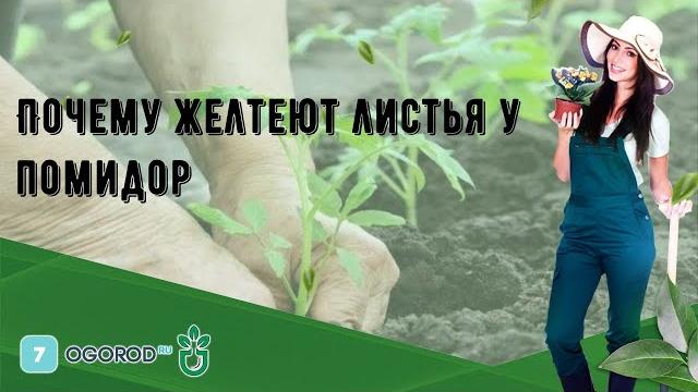 Почему желтеют листья у помидор Почему желтеют листья у помидор