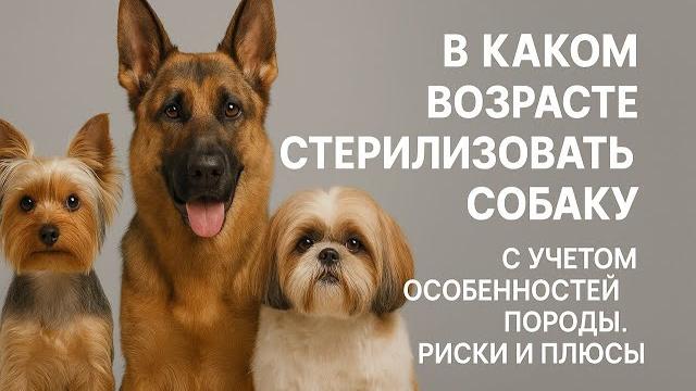 At what age to neuter a dog. Taking into account the individual characteristics of the breed. At what age to neuter a dog. Taking into account the individual characteristics of the breed.