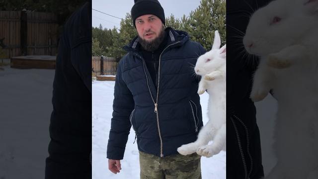 Забой кролика. Полное видео на канале. #кролик #моргун #мясо #мясокролика #фермер #диета #пп #белок Забой кролика. Полное видео на канале. #кролик #моргун #мясо #мясокролика #фермер #диета #пп #белок