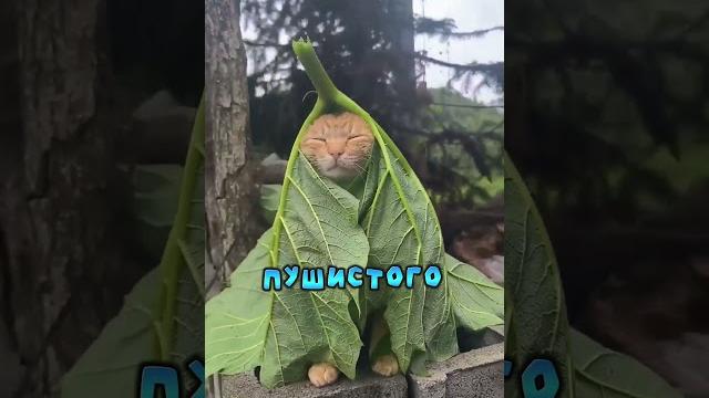 Этот Котик Познал Дзен Этот Котик Познал Дзен