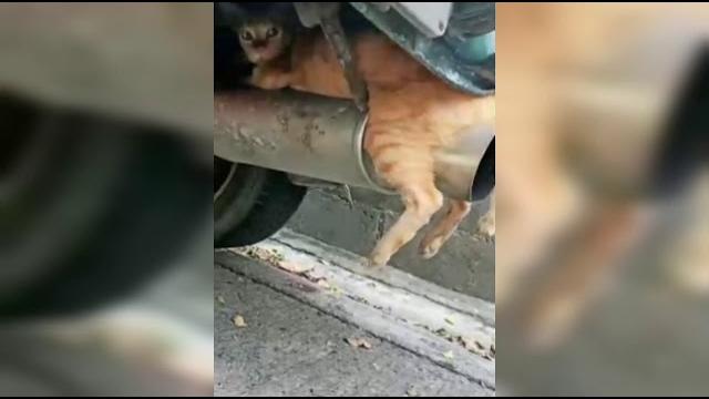 Приколы для ватсапа. WhatsApp video. Приколы для ватсапа. WhatsApp video.