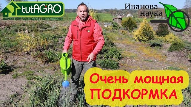 ДЕШЕВО и СЕРДИТО. ОЧЕНЬ СИЛЬНАЯ ПОДКОРМКА ЧЕСНОКА. Мне важно, чтобы чеснок был крупный и не болел. ДЕШЕВО и СЕРДИТО. ОЧЕНЬ СИЛЬНАЯ ПОДКОРМКА ЧЕСНОКА. Мне важно, чтобы чеснок был крупный и не болел.
