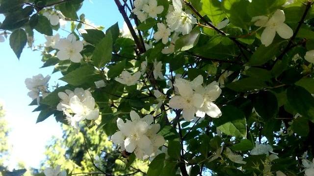 ПРИРОДА И МУЗЫКА ПРИРОДА И МУЗЫКА
