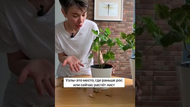 После этого ролика вы будете знать как обрезать герань весной. Подробная инструкция в описании⬇️ После этого ролика вы будете знать как обрезать герань весной. Подробная инструкция в описании⬇️