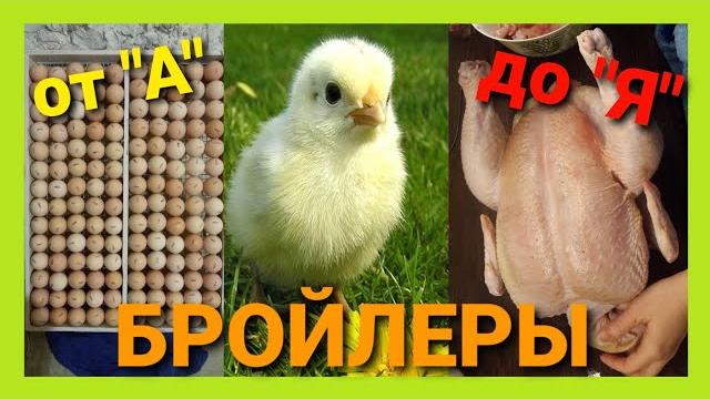 ВЫРАЩИВАНИЕ БРОЙЛЕРОВ от А до Я. КАК ЭТО ДЕЛАЕМ МЫ. ВЫРАЩИВАНИЕ БРОЙЛЕРОВ от А до Я. КАК ЭТО ДЕЛАЕМ МЫ.