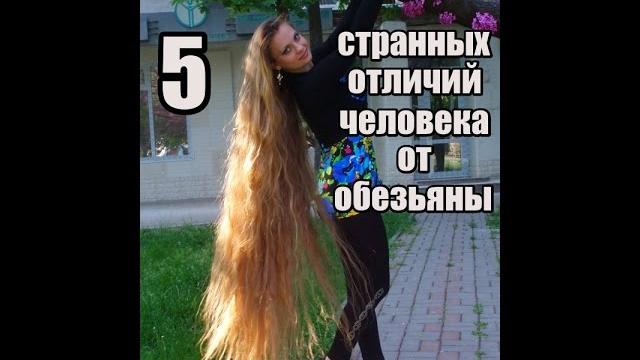 5 странных отличий человека от обезьяны 5 странных отличий человека от обезьяны