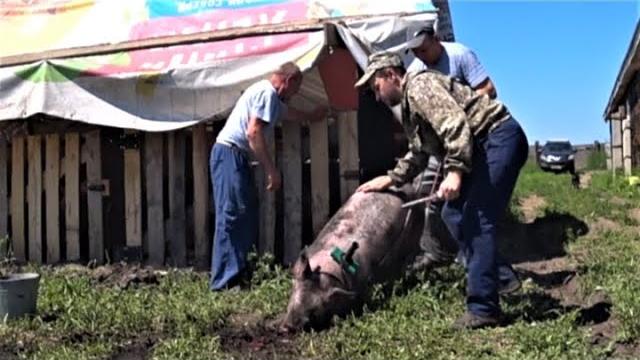 Забой свиней Забой свиней