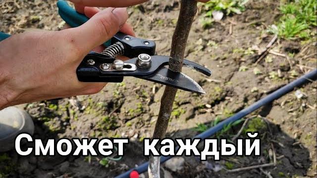 САМАЯ ПРОСТАЯ прививка Плодовых деревьев САМАЯ ПРОСТАЯ прививка Плодовых деревьев